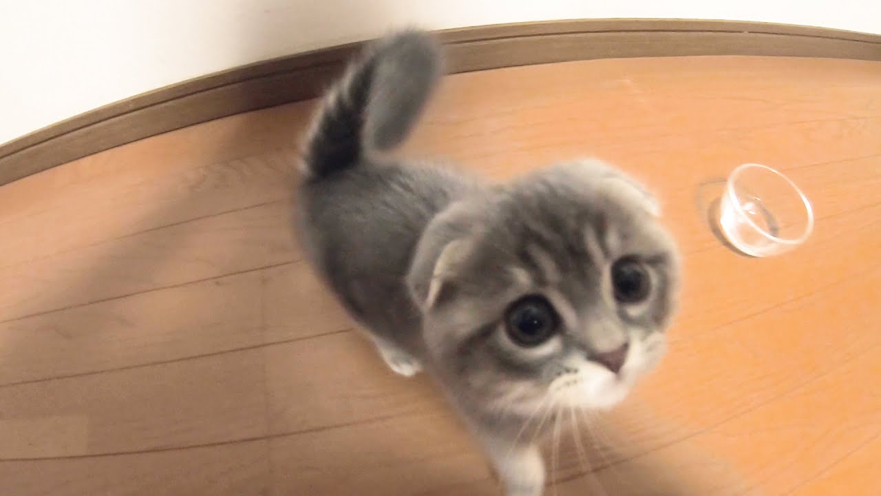 ごはんが待ちきれない子猫がかわいい スコティッシュフォールドのつむ Youtube