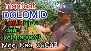 Benefits Of Dolomite For Oil Palm