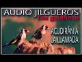 AUDIO JILGUERO RECLAMO THE GOLDFINCH 🥇 AUDIO PARA LLAMAR JILGUEROS, ACUDIRÁN COMO LOCOS 100X100