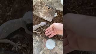 HOW TO TRAIN WILD CAUGHT TOKAY GECKOS!!!!