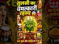 तुलसी में ये 4 चीज़ें चढ़ाओ… घर में पैसा बरसेगा 😱#viral #tulsi #foryou #explorepage