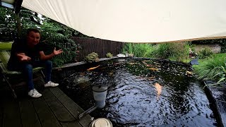 Modern Koi Blog #3438 – Andreas’ 28,000 liter pond a few months before demolition