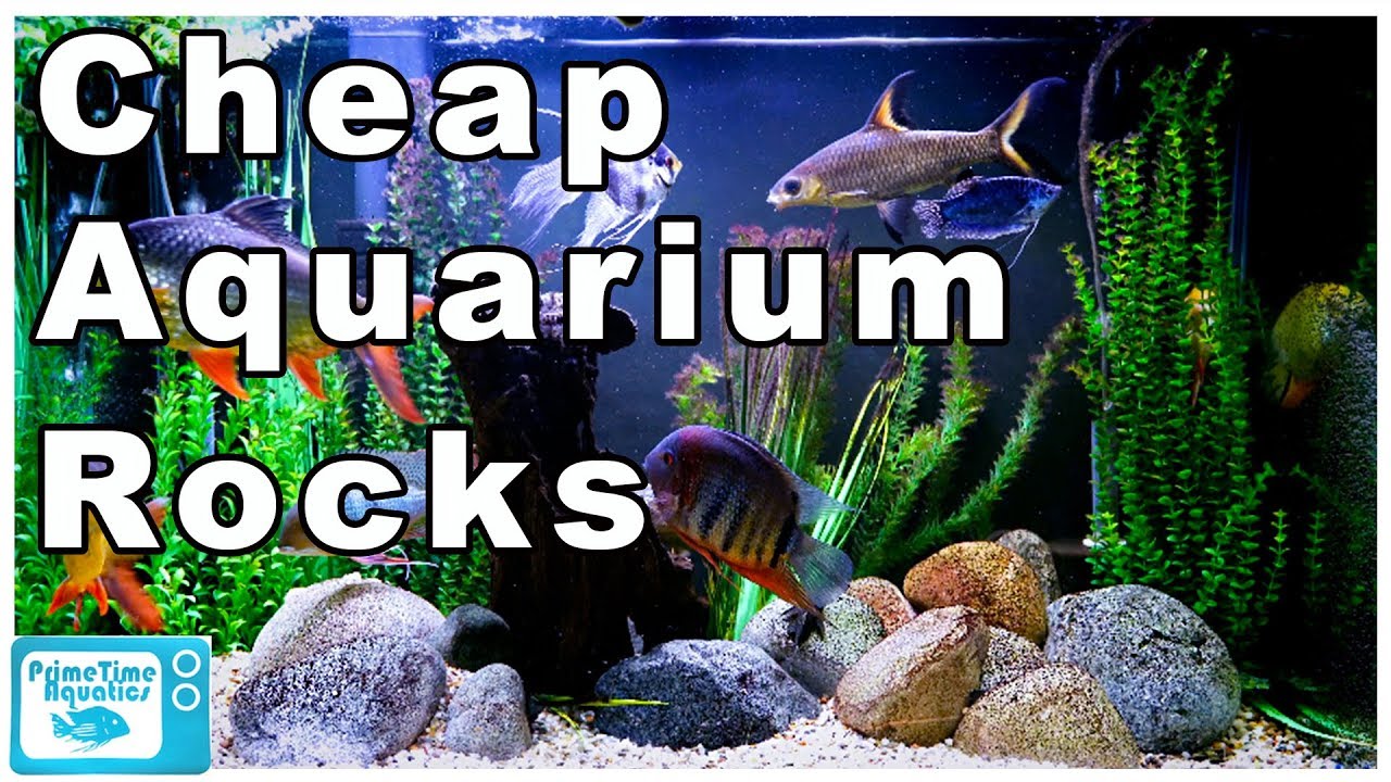 Stop Wasting Money on Aquarium Rocks! Cheapest Way to Buy Rocks for Your Fish  Tank 