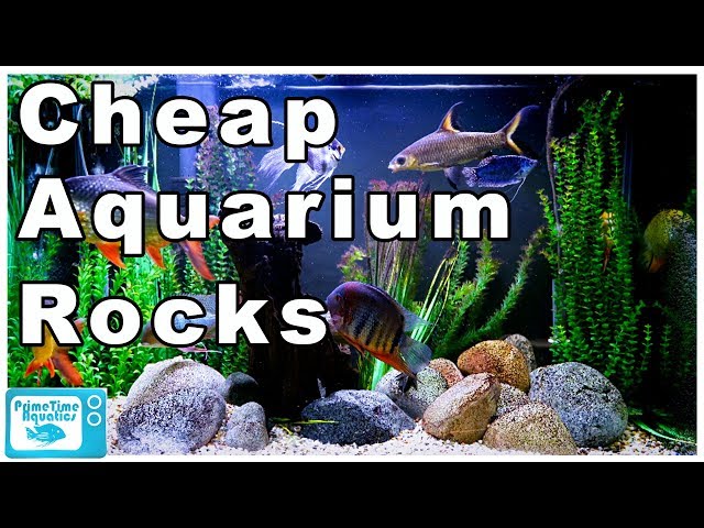 Stop Wasting Money on Aquarium Rocks! Cheapest Way to Buy Rocks for Your  Fish Tank 