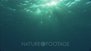 Celebrity Sunlight Through Ocean Surface Profile