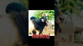 Top 10 biggest Bulls in the world #shorts #viral #bull #top10 #viralshorts #bull #viral #top10