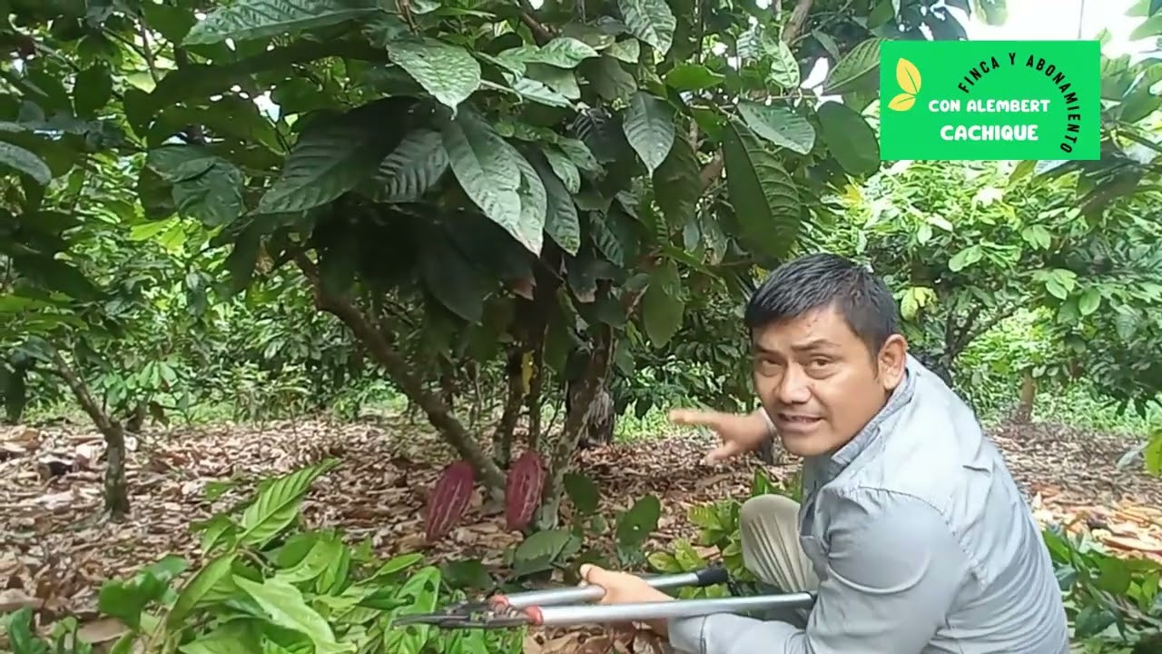 Visita técnica a finca cacaotera-diagnostico agronómico integral.