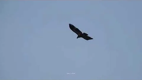 Harmar Bald Eagles *  July 5, 2018  *  by Gina G G...