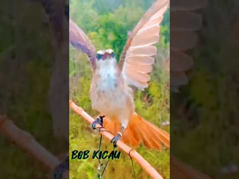 Suara Pikat Burung Trucukan Ampuh Terbaru || Suara Pikat Paling Dicari