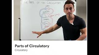 Parts of circulatory