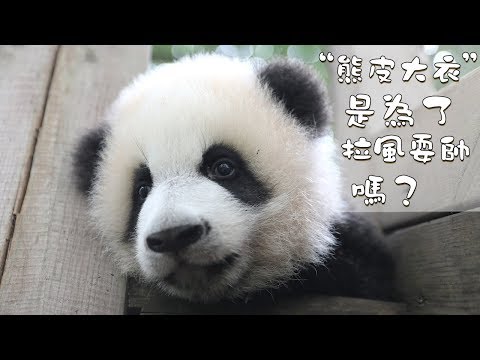《熊貓主題趴》“熊皮大衣”是为了拉风耍帅吗？| iPanda熊貓頻道