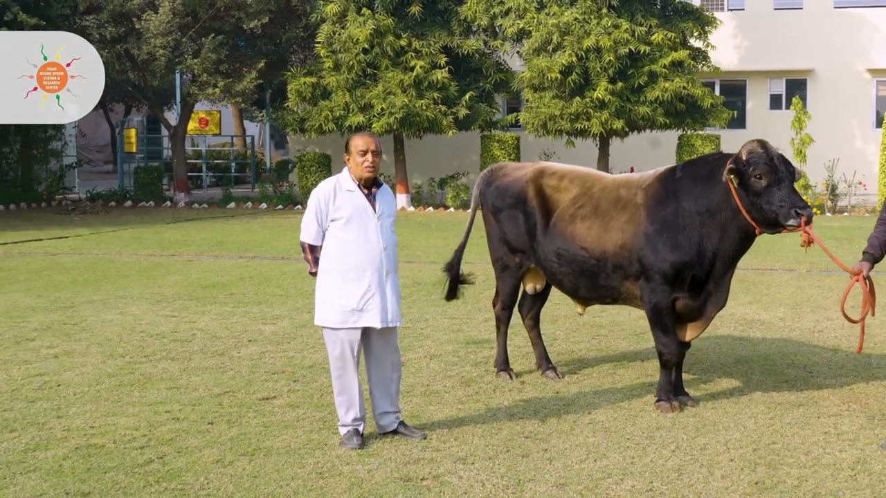 Jersey Bull BRUNO (JY-344) | Dam Yield 8345 L | Hisar Bovine Station