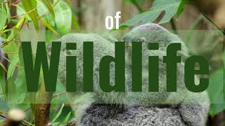 Overpopulation and the Environment