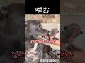 少しずつママになっていく母犬🐶 #shortvideo #母性 #子犬