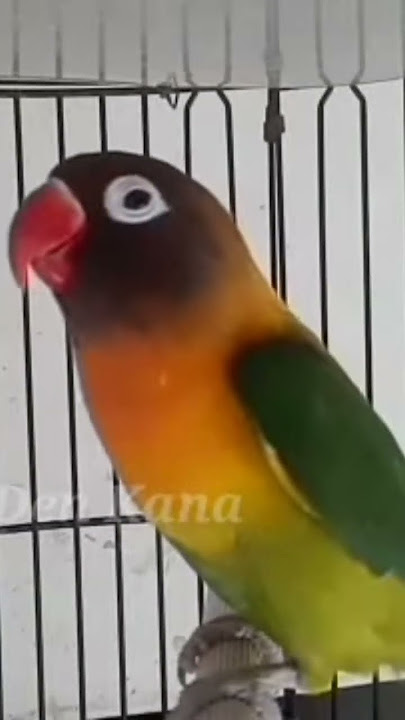 pancingan Lovebird fighter Ngetik ngekek panjang #lovebirds #shorts
