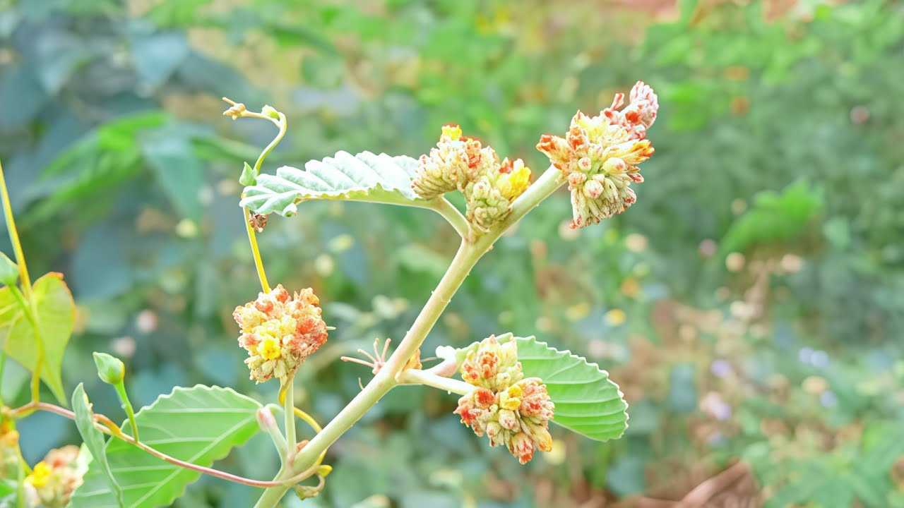 Nature with beautiful music