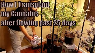 How I transplanted my Cannabis after flowering past 25 days