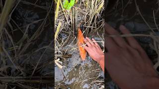 Found this little red fish struggling in a rice field had to save it. 🐟💔