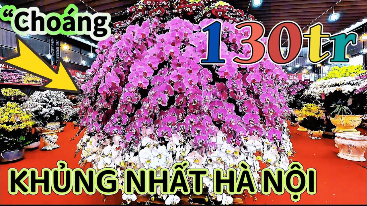“”Ai sẽ là chủ nhân ?? Chậu Lan Hồ Điệp 130 triệu”Lớn nhất Hà Nội