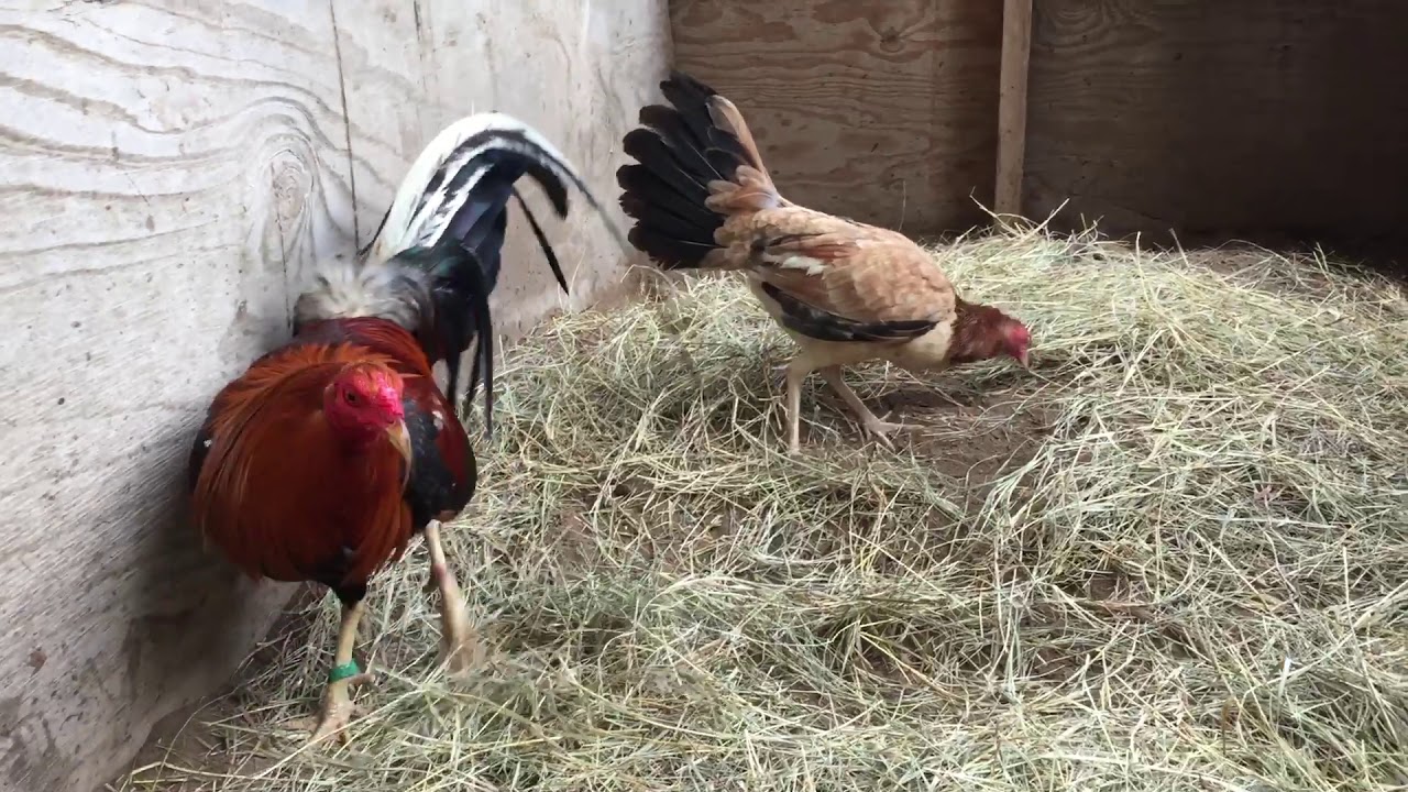 Larry Romero Yellow Legged Hatch YouTube