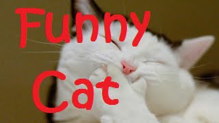 Funny Cat Compilation Epic Cat Moments - Ddof