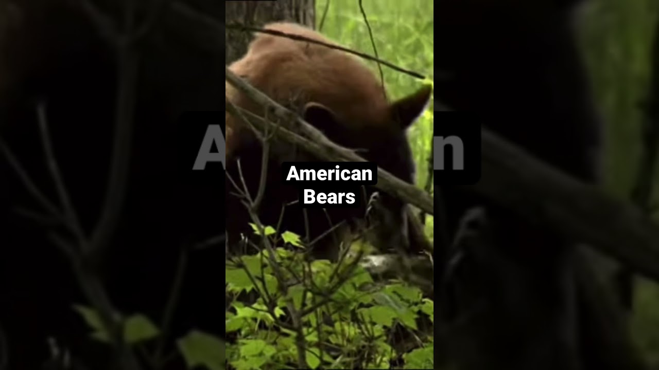 American Vs. Russian Forest American vs Russian bears 😳 - YouTube