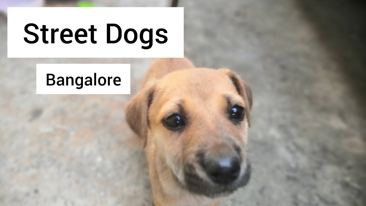 Bangalore street dogs ബാംഗ്ളൂരിലെ സ്ഥിരം കാഴ്ചയായ സ്ട്രീറ്റ് ഡോഗ്സ്