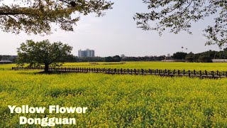 Chinas Yellow Flower In Dongguan