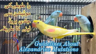 Breeding guidelines of Alexandrine Mutations #alex #alexandrineparrot #birds #pets #parrot #pets