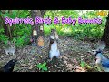  baby bunnies squirrels  birds  at the fairy house  10hour tv for pets  people 