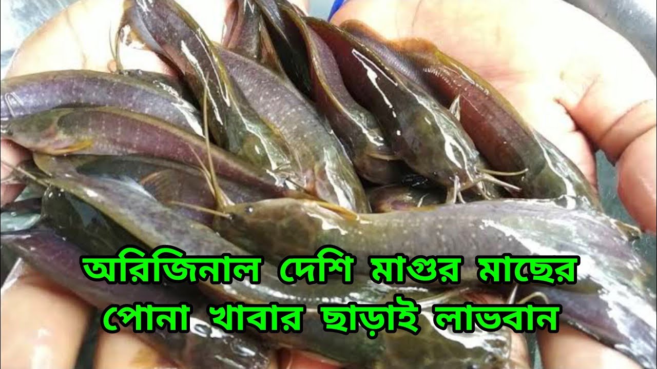 ভালো উন্নত জাতের দেশি মাগুর মাছের পোনা আমাদের কাছে পাবেন কল 01301271636