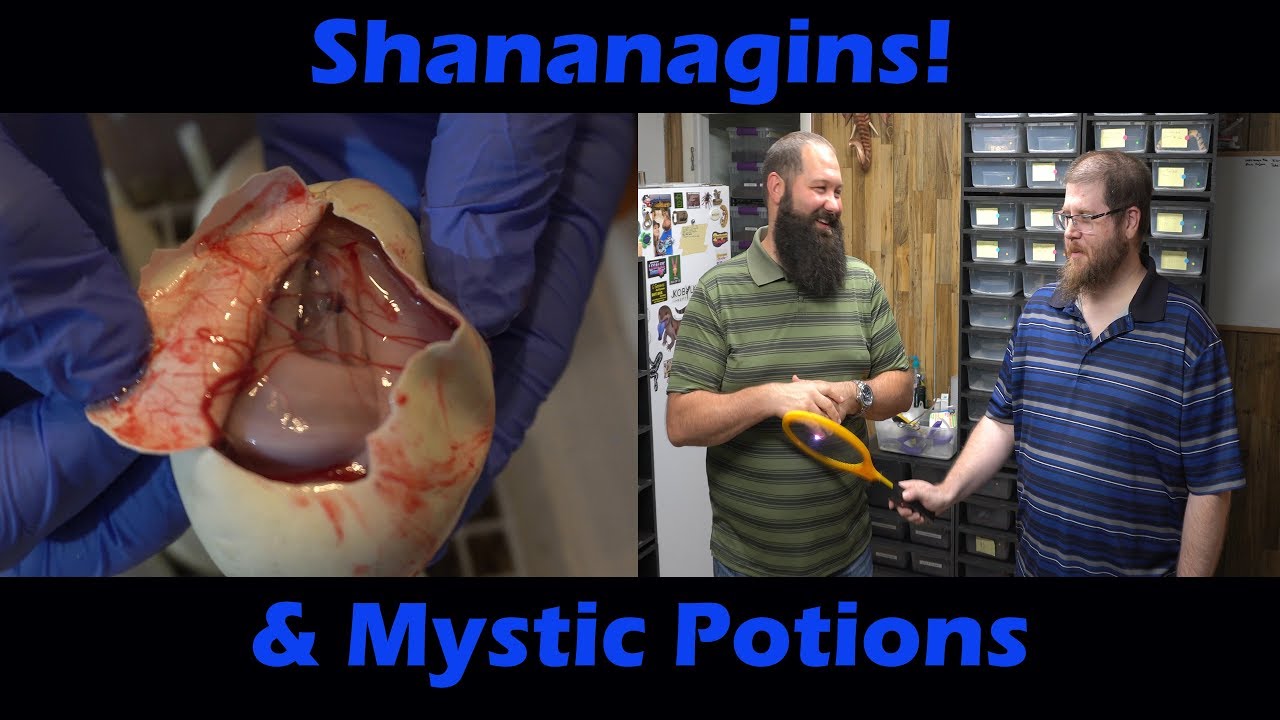 skins exclusivas fortnite Join us for an episode of Leave It to Cleaver! Mystic Potion Clutch Cutting!