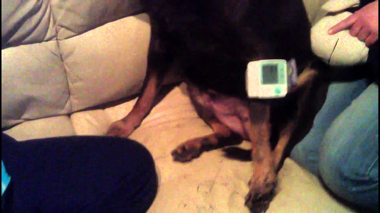 Blutdruck Hund YouTube