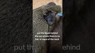 Mites Treatment