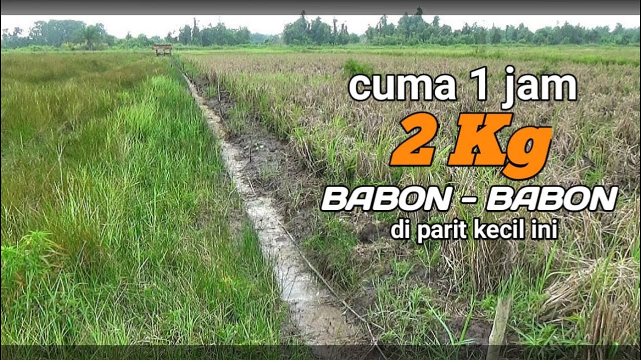 MIRIP DI INDIA !! MANCING BELUT DI SAWAH CUMA SEJAM DAPAT DUA KILO DI PARIT KECIL KEKERINGAN