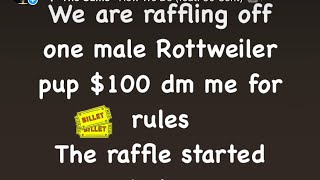 Get you a full blooded Rottweiler
