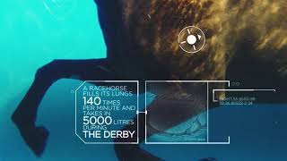 The Investec Derby - The Supreme Test