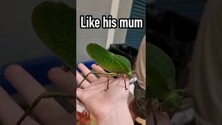 Meet Bramble, The Giant Hooded Katydid