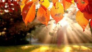 Музыка для сна с осенним пейзажем. Падающие листья. Расслабление. by mirdetey 2,444 views 3 years ago 8 minutes, 40 seconds