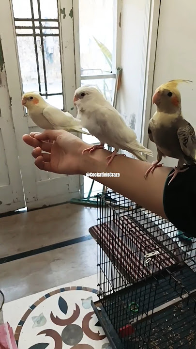 Cute 🥰🦜🦜🦜 #parrot #birds #cockatiel #pets #cockatielscraze