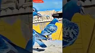 Top Racing homer hi - res stock#viralshort #pigeon 🕊#youtubeshorts