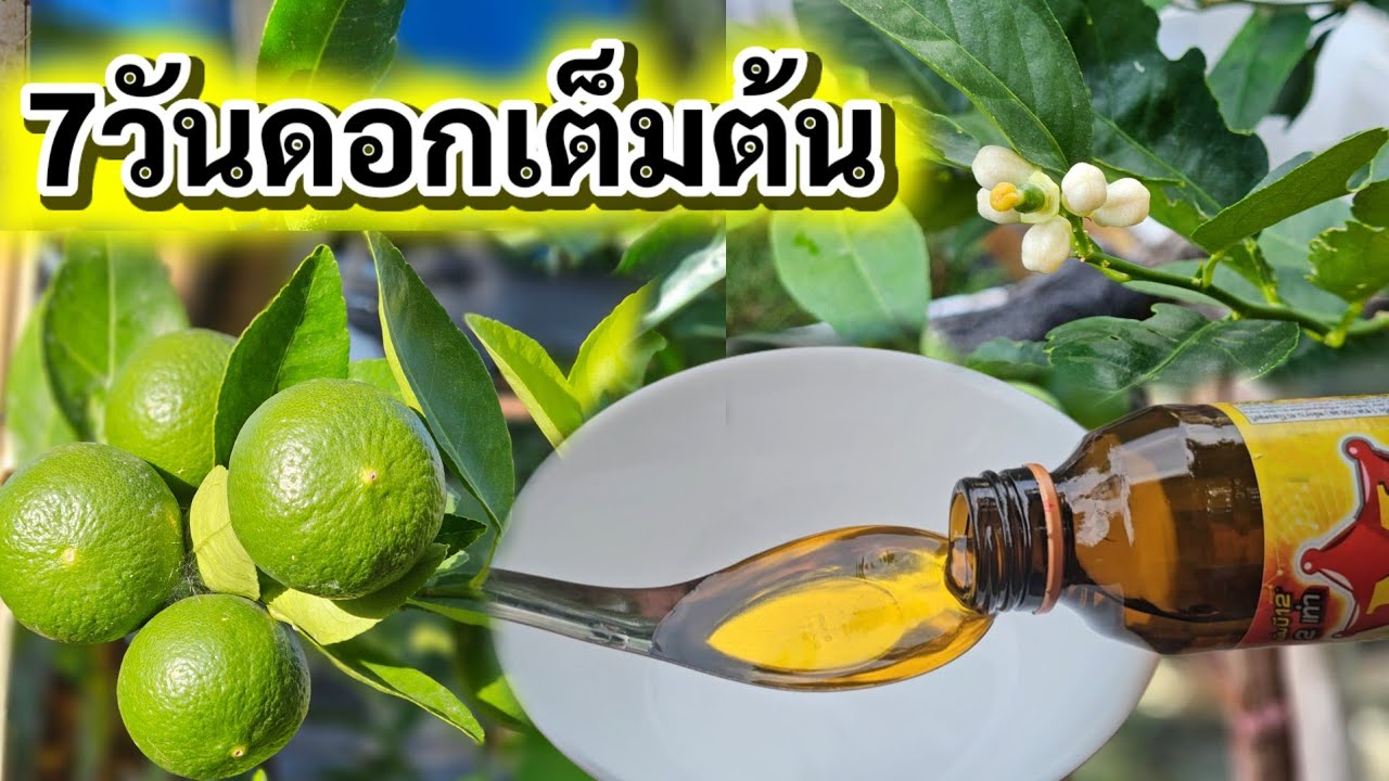 น้อยคนจะรู้!!วิธีเร่งดอกมะนาวที่หลายคนคาดไม่ถึงทำตามนี้7วันดอกเต็มต้น