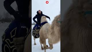 Верблюд Зимой! 🐫 Семён Фролов В Зоопарке Zooland ( Брянская Область ) #Animals