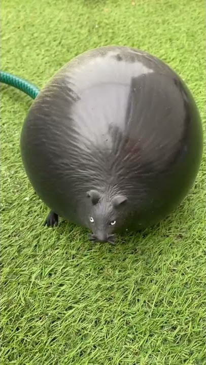 Remy is that you ? #short #shorts