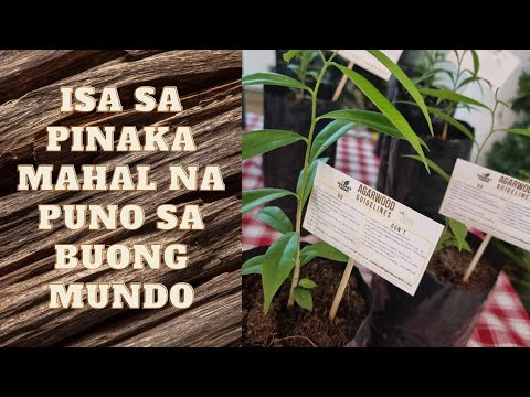 Video: Ano ang pinakamagandang ornamental na puno ng peras?