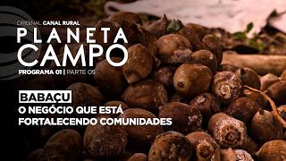 Babaçu: o negócio que está fortalecendo comunidades | Planeta Campo - Pgm 1 - Parte 5