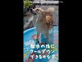 水浴び #ポメコギ #キッチンフロア大好き
