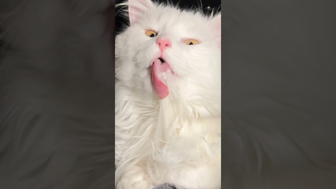 ONLY long haired cat problem 