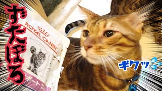 飼い主の留守中にお気に入りフードをこじ開ける猫がいます