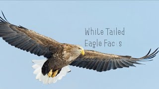 White Tailed Eagle Facts